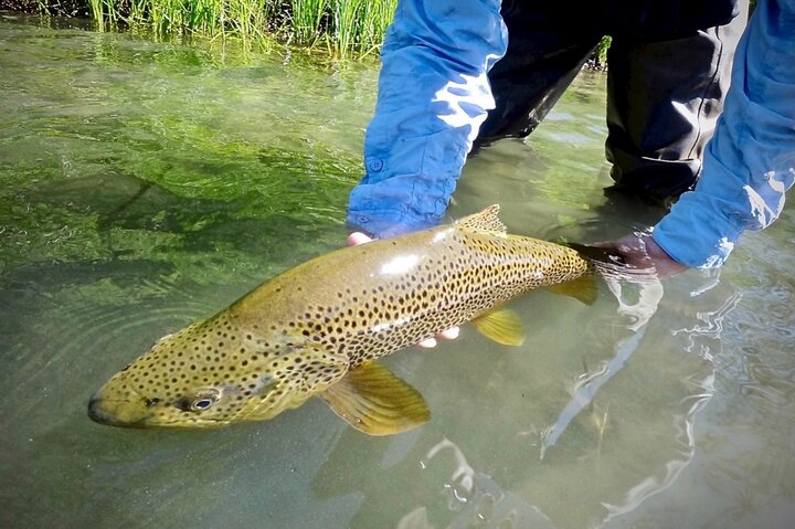 Guided Fly Fishing on Truckee River, Lake Tahoe, Truckee and Reno - Photo 1 of 5